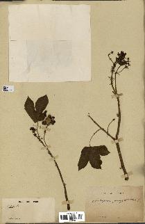 spécimen de Jatropha gossypiifolia