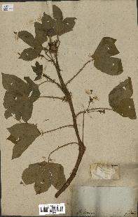 spécimen de Jatropha gossypiifolia