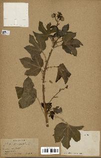 spécimen de Jatropha gossypiifolia