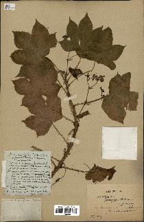 spécimen de Jatropha gossypiifolia