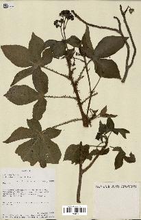 spécimen de Jatropha gossypiifolia