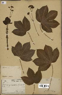 spécimen de Jatropha gossypiifolia