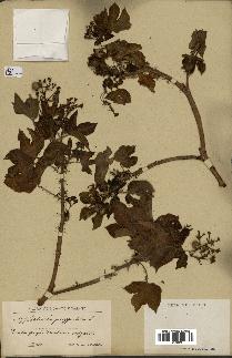 spécimen de Jatropha gossypiifolia