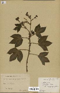 spécimen de Jatropha gossypiifolia