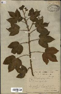 spécimen de Jatropha gossypiifolia