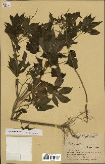 spécimen de Croton lobatus