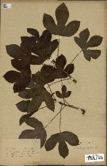 spécimen de Jatropha gossypiifolia