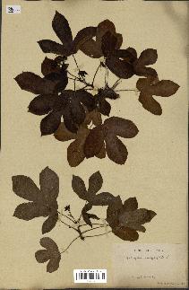 spécimen de Jatropha gossypiifolia