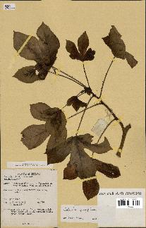 spécimen de Jatropha gossypiifolia