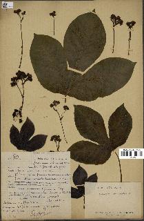 spécimen de Jatropha gossypiifolia