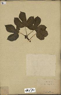 spécimen de Jatropha gossypiifolia