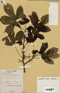 spécimen de Jatropha gossypiifolia