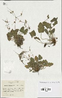 spécimen de Erodium cossonii