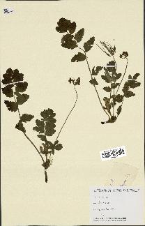 spécimen de Erodium sp.