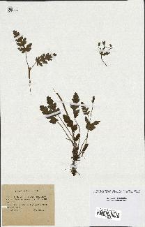 spécimen de Erodium botrys