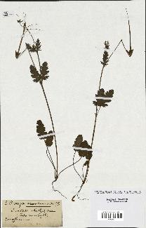 spécimen de Erodium botrys