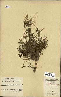 spécimen de Erodium hirtum