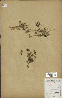 spécimen de Erodium hirtum