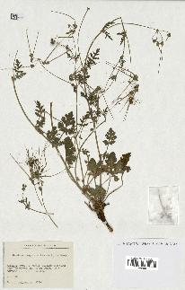spécimen de Erodium hesperium