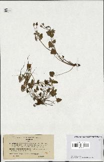 spécimen de Erodium guttatum