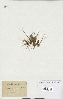 spécimen de Erodium guttatum
