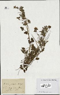 spécimen de Erodium guttatum
