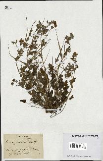 spécimen de Erodium guttatum