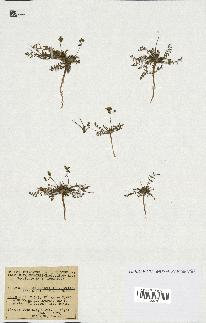 spécimen de Erodium praecox
