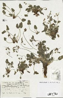 spécimen de Erodium cossonii