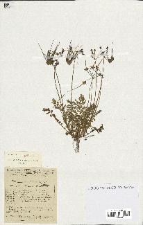 spécimen de Erodium praecox