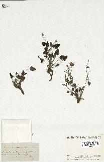 spécimen de Erodium guttatum