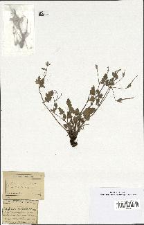 spécimen de Erodium guttatum