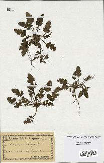 spécimen de Erodium botrys