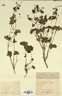 spécimen de Geranium lucidum