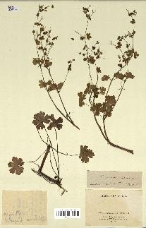 spécimen de Geranium lucidum