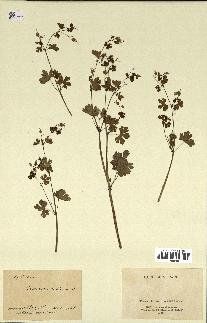 spécimen de Geranium lucidum