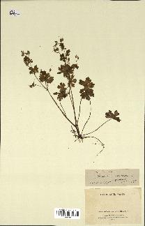 spécimen de Geranium lucidum