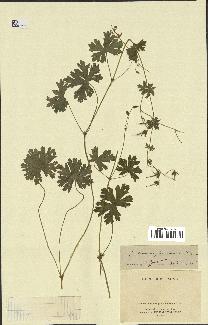 spécimen de Geranium pyrenaicum