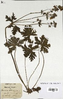 spécimen de Geranium atlanticum