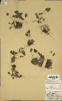 spécimen de Geranium cinereum