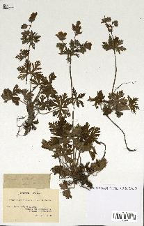 spécimen de Geranium atlanticum