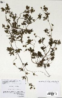 spécimen de Geranium columbinum