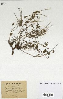 spécimen de Erodium guttatum