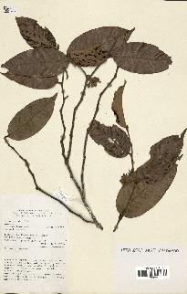 spécimen de Parinari sp.