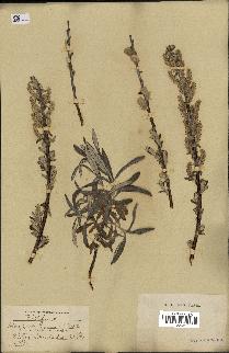 spécimen de Salix candida