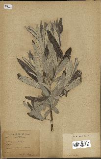 spécimen de Salix candida
