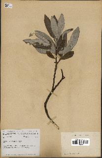 spécimen de Salix candida