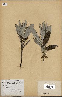 spécimen de Salix candida