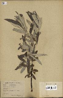 spécimen de Salix candida