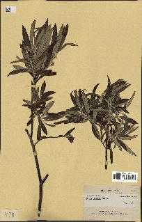 spécimen de Salix candida